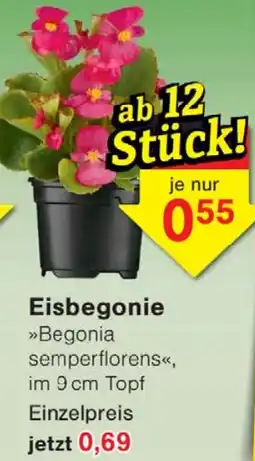 Wiglo Wunderland Eisbegonie Angebot