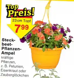 Wiglo Wunderland Steckbeet Pflanzen Ampel Angebot