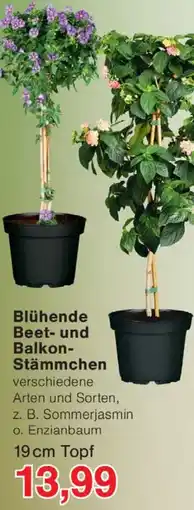 Wiglo Wunderland Blühende Beet und Balkon Stämmchen Angebot