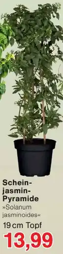 Wiglo Wunderland Scheinjasmin Pyramide Angebot