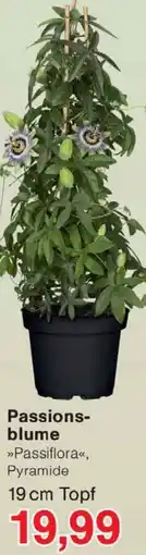 Wiglo Wunderland Passionsblume Angebot