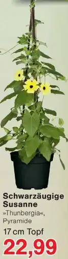 Wiglo Wunderland Schwarzäugige Susanne Angebot