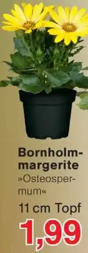 Wiglo Wunderland Bornholmmargerite Angebot