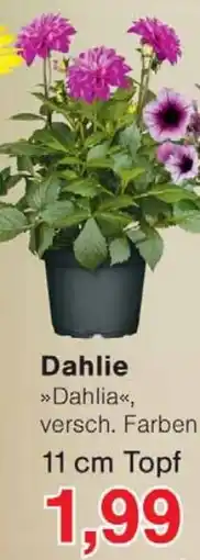 Wiglo Wunderland Dahlie Angebot