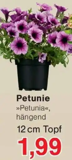 Wiglo Wunderland Petunie Angebot