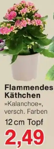 Wiglo Wunderland Flammendes Käthchen Angebot