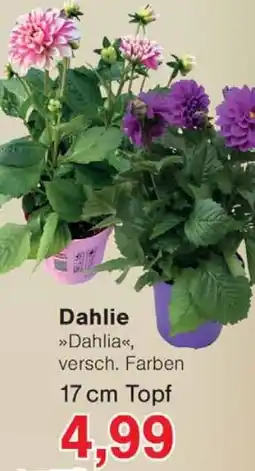 Wiglo Wunderland Dahlie Angebot