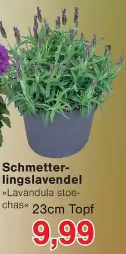 Wiglo Wunderland Schmetterlingslavendel Angebot