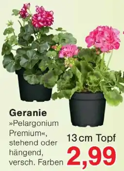 Wiglo Wunderland Geranie Angebot