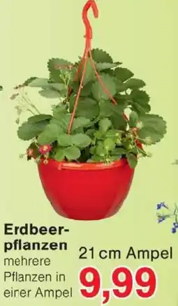 Wiglo Wunderland Erdbeerpflanzen Angebot