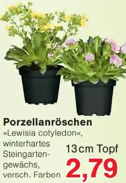 Wiglo Wunderland Porzellanröschen Angebot