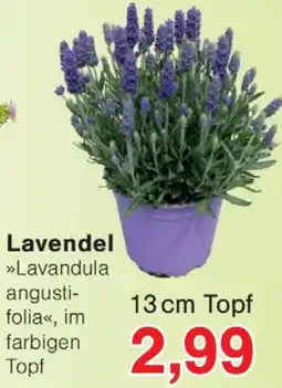 Wiglo Wunderland Lavendel Angebot