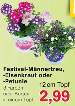 Wiglo Wunderland Festival-Männertreu, Eisenkraut oder Petunie Angebot