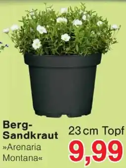Wiglo Wunderland Berg Sandkraut Angebot