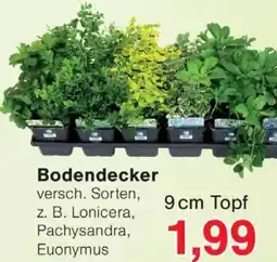 Wiglo Wunderland Bodendecker Angebot