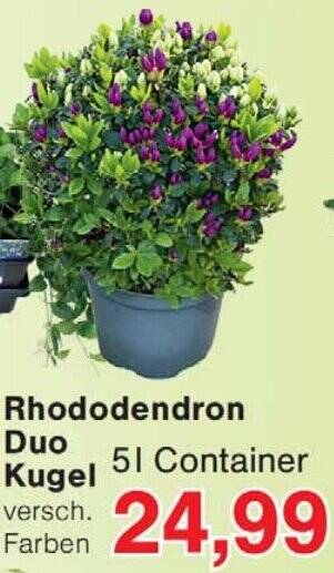 Rhododendron Duo Kugel 5 l Angebot bei Wiglo Wunderland