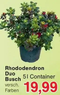 Wiglo Wunderland Rhododendron Duo Busch Angebot
