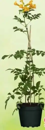 Wiglo Wunderland Klettertrompete Angebot