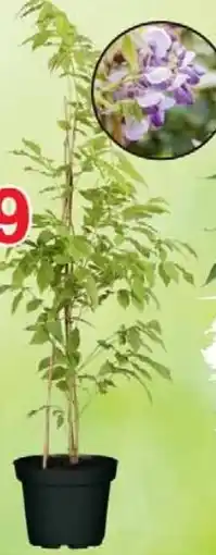 Wiglo Wunderland Blauregen Angebot