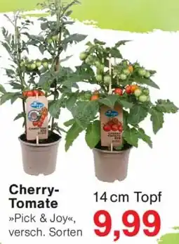Wiglo Wunderland Cherry Tomate Angebot
