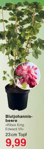 Wiglo Wunderland Blutjohannisbeere Angebot