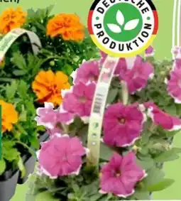 Thomas Philipps Beet-Balkonpflanzen-Mix Angebot