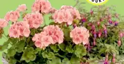 Thomas Philipps Fuchsien Angebot