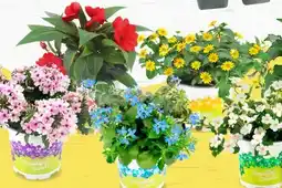 Thomas Philipps Beetwaren-Mix Angebot