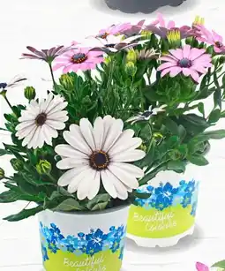 Thomas Philipps Bornholmmargerite Angebot