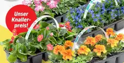 Thomas Philipps Beetwaren-Mix Angebot