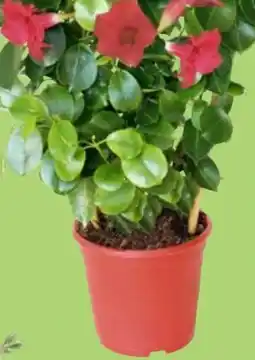 Thomas Philipps Dipladenia Sundaville Angebot