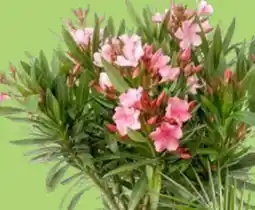 Thomas Philipps Oleander Nerium Angebot