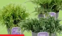 Thomas Philipps Koniferen-Mix Deluxe Angebot