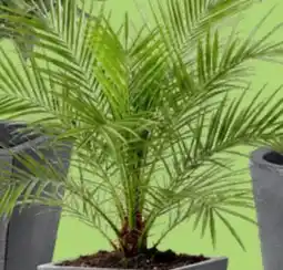 Thomas Philipps Mediterraner Palmen Angebot