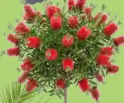 Thomas Philipps Zylinderputzer am Stamm Angebot