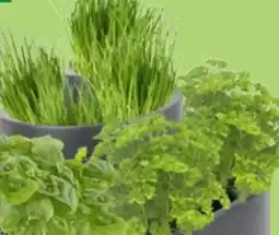 Thomas Philipps Küchenkräuter Angebot