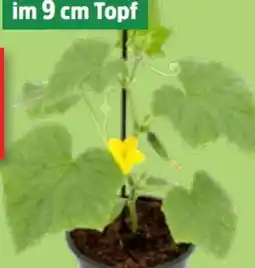 Thomas Philipps Gurkenpflanzen Angebot