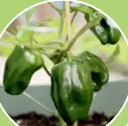 Thomas Philipps Peperoni Pflanzen Angebot