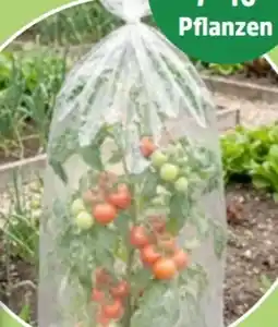 Thomas Philipps Tomaten-Reifehaube Angebot