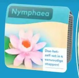 Thomas Philipps Seerose im Pflanzkorb Angebot