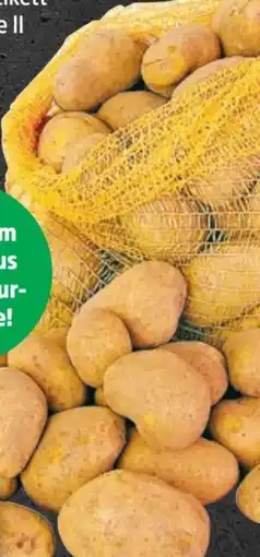 Thomas Philipps Speisekartoffeln XXL Angebot