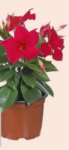 Hagebau Dipladenia Angebot