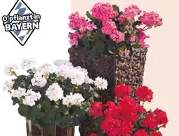 Hagebau Geranien Pelargonium zonale Angebot