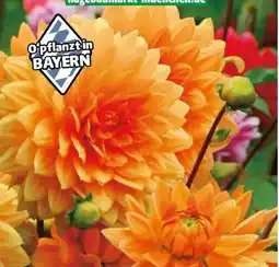 Hagebau Dahlie Angebot