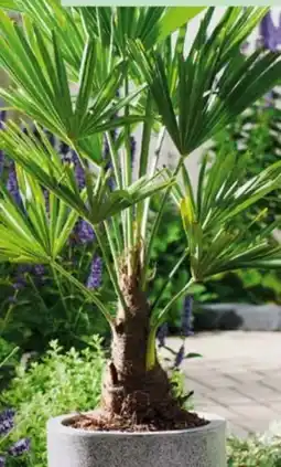 Hagebau Chinesische Hanfpalme Trachycarpus fortune Angebot