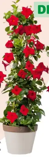 Hagebau Dipladenia Angebot