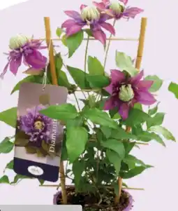 Hagebau Clematis Angebot