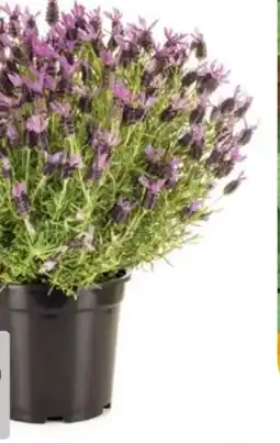 Hagebau Schopflavendel Lavandula Stoechas Angebot