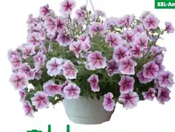 Hagebau Ampelpflanzen XXL Angebot