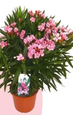 Hagebau Oleander Nerium Angebot